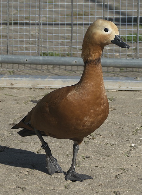 其他学生存