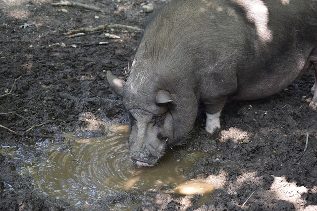 赛季的最终 赛季的最终
